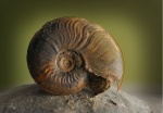 Leioceras с  устьем/