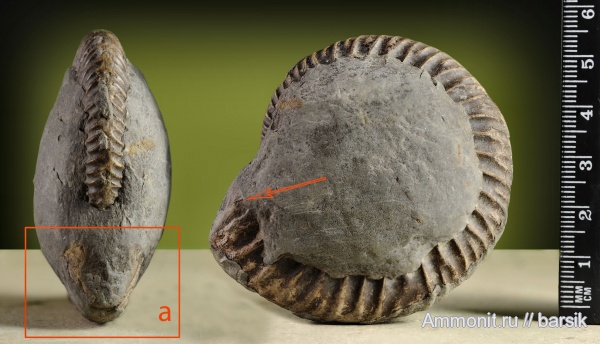 аммониты, ушки, Parkinsonia, устье, Ammonites, Microconchs, lappets