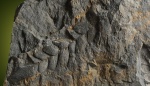 Reticulopteris munsteri.