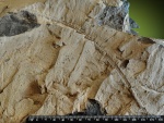 Sigillariostrobus???