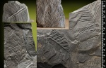 Alethopteris-фрагменты.