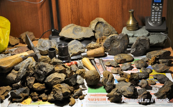 аммониты, Ammonites, аален, Aalenian