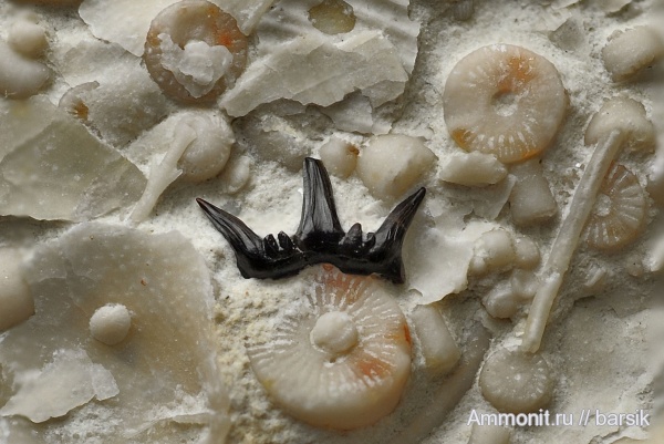 зубы, Chondrichthyes, Ctenacanthiformes, Elasmobranchii, Cladodontomorthi, Heslerodus, teeth