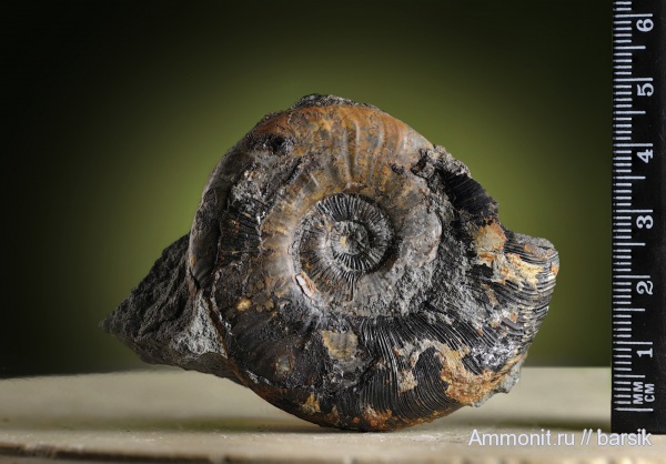 аммониты, тоар, Ammonites, Dumortieria, Toarcian