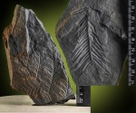 Alethopteris-фрагменты-2