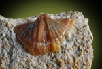 Brachythyrina, Spiriferida?