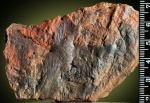 Aphlebia, aphlebia crispa