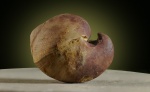 Брахиопода Cyrtospirifer brodi (Wenjukow)