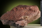 Lepidodendron mannebachense.