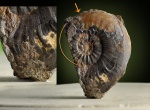 Pleydellia aalensis Z i е t е n ???
