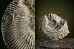 Kepplerites galilaeii (Oppel).