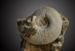 Sigaloceras (Sigaloceras) calloviense (Sowerby)