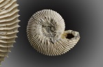 Kepplerites - микрокрнх.