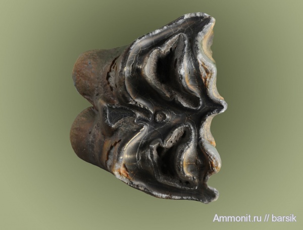 зубы, млекопитающие, Ростовская область, Bison priscus, teeth