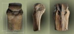 Stephanorhinus