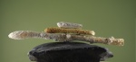 Ophiomorpha с жилыми камерами.