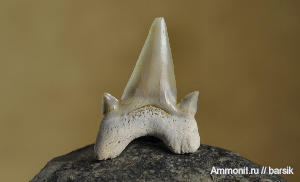 зубы, teeth