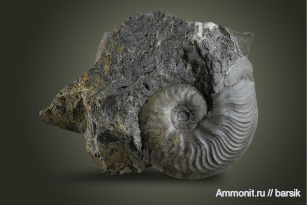 аммониты, Ammonites, Leioceras, аален, Aalenian