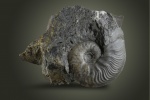 Leioceras comptum Reinecke