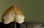 Squalicorax pristodontus.