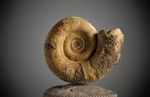 Biasaloceras.