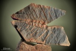 Alethopteris.