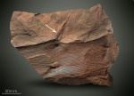 Calamites ( Calamitina ) Sachsei.