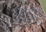 Mariopteris