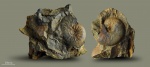 Leioceras.Ааленский ярус.