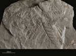 Alethopteris