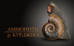 Аммониты р.Курджипс.