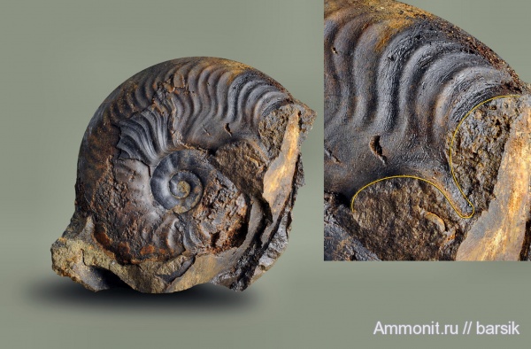ушки, устье, Leioceras, Graphoceratidae, аален, Microconchs, lappets, Aalenian
