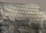 Sigillaria