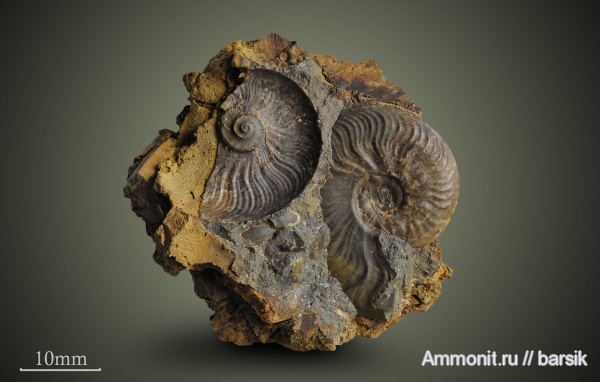аммониты, Leioceras, аален, Aalenian