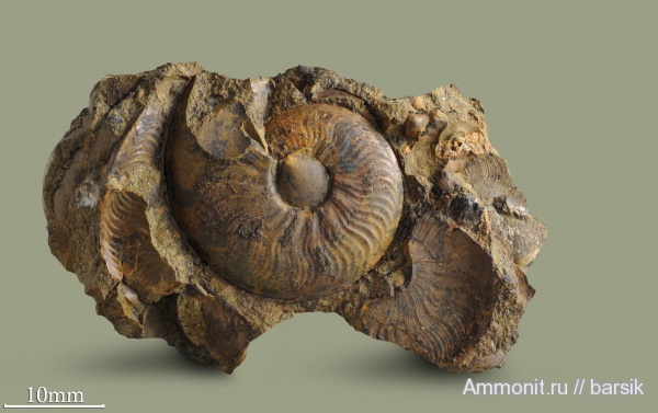аммониты, Leioceras, аален, Aalenian