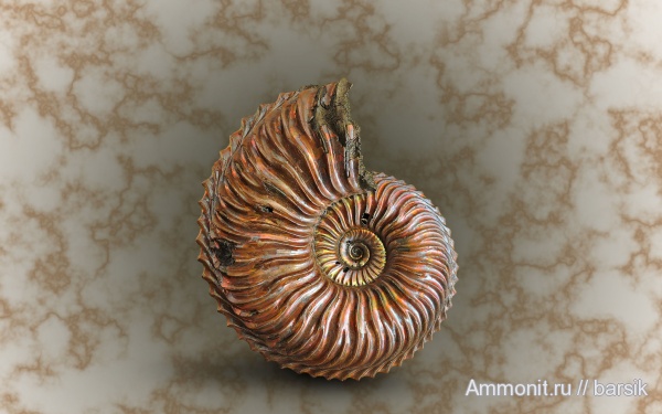 аммониты, юра, Cardioceras