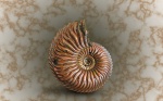 Cardioceras