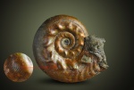 Brightia sp.