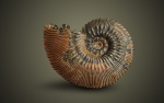Kosmoceras