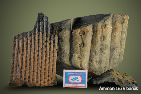 карбон, Sigillaria, Syringodendron, Sigillaria mamillaris