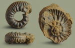 Bredyia uretae ???