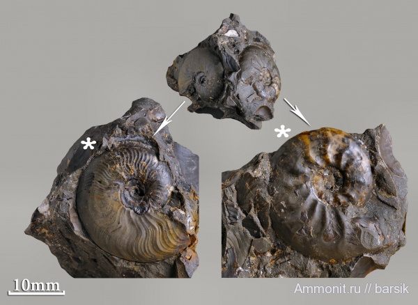 аммониты, Leioceras opalinum, Leioceras, аален