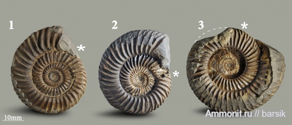 Parkinsonia, Кяфар, Б.Зеленчук