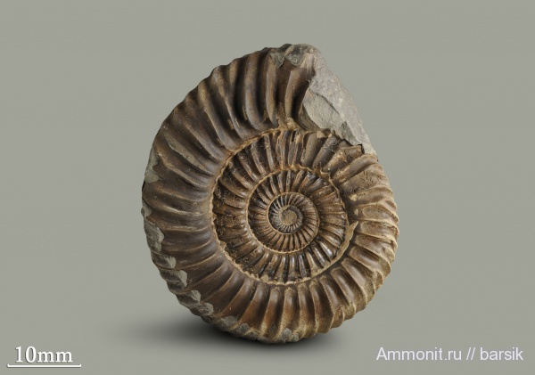 Parkinsonia, р. Большой Зеленчук, Кяфар