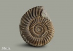 Rarecostites subarietis (Wetzel).