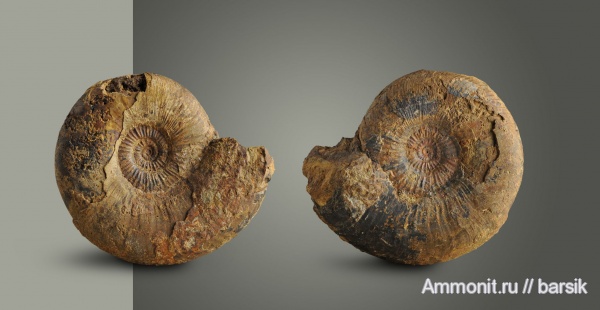 аммониты, юра, тоар, Hildoceratidae, Dumortieria