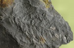 Alethopteris
