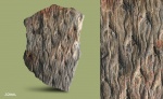 Lepidodendron veltheimi?