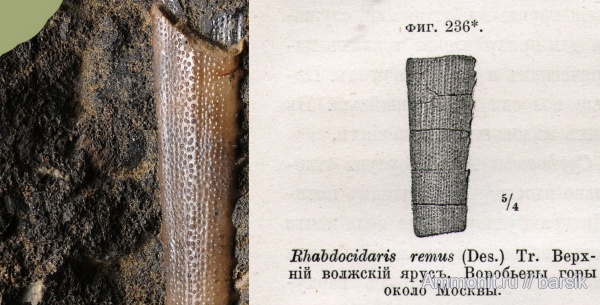 морские ежи, юра, Rhabdocidaris