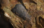 Cornaptychus (ааленские аптихи)